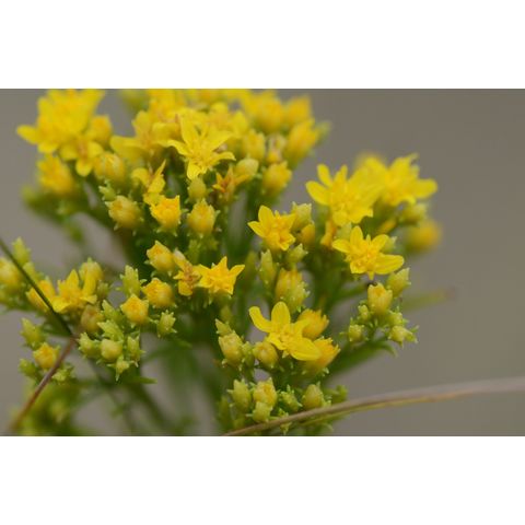 Gutierrezia sarothrae