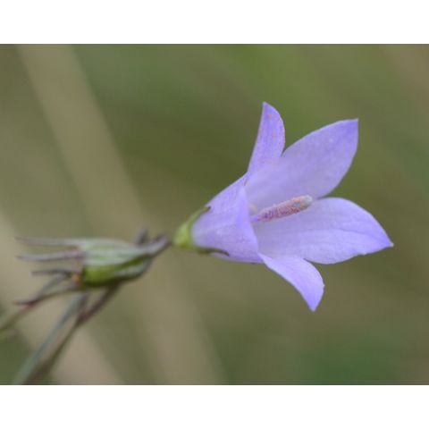 Campanula rotundifolia