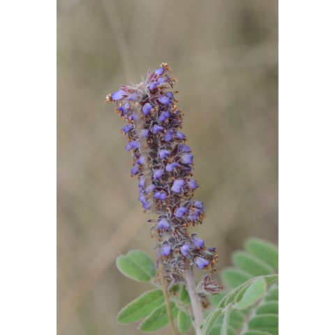 Amorpha canescens