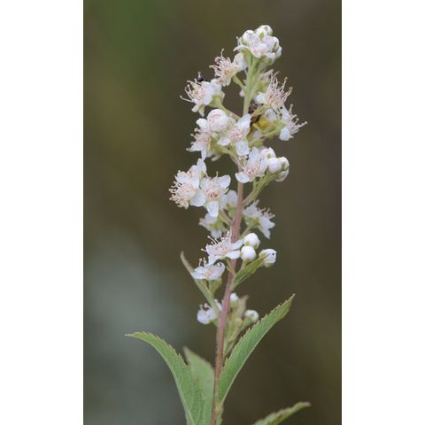 Spiraea alba