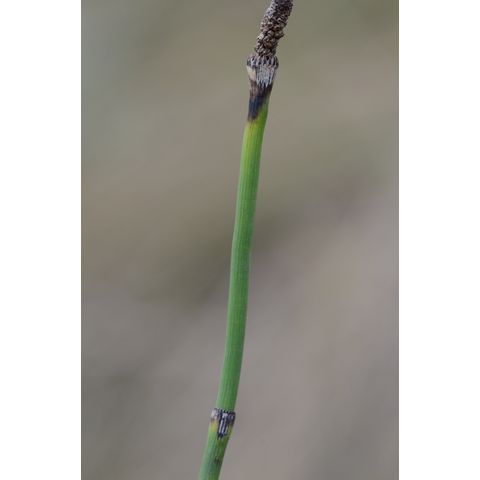Equisetum laevigatum