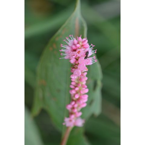 Polygonum amphibium