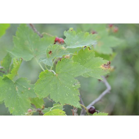 Ribes americanum