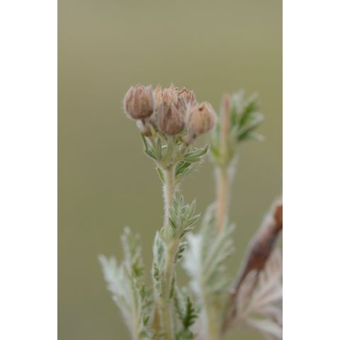 Potentilla pensylvanica