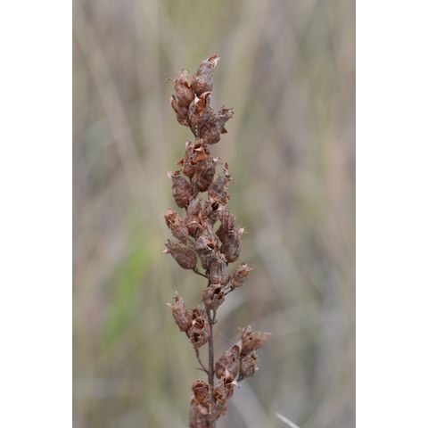 Heuchera richardsonii