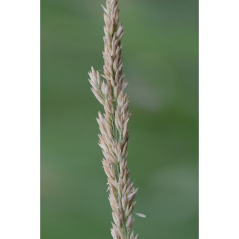 Calamagrostis stricta