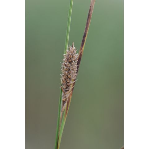 Carex pellita