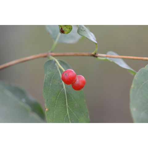 Lonicera tatarica