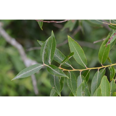 Salix amygdaloides
