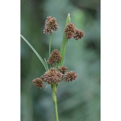 Scirpus pallidus