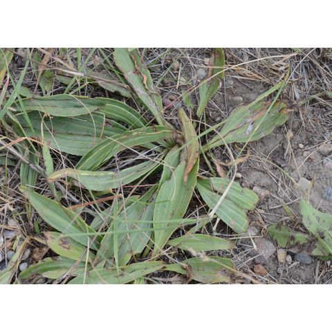 Plantago eriopoda