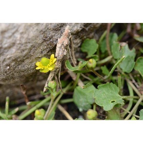 Ranunculus cymbalaria