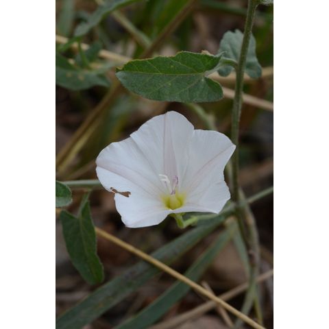 Convolvulus arvensis