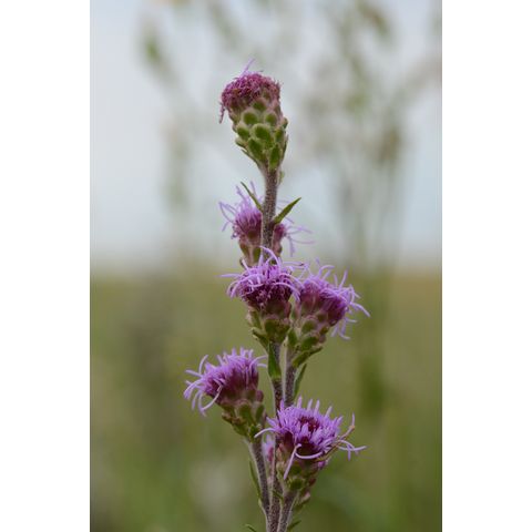 Liatris aspera
