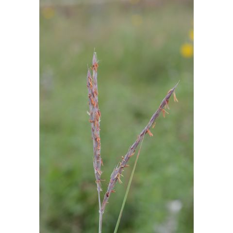 Andropogon gerardii