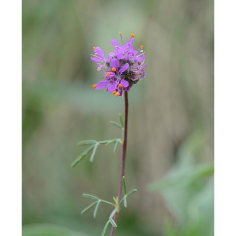 Dalea purpurea