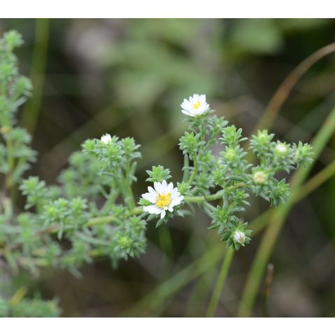 Symphyotrichum ericoides