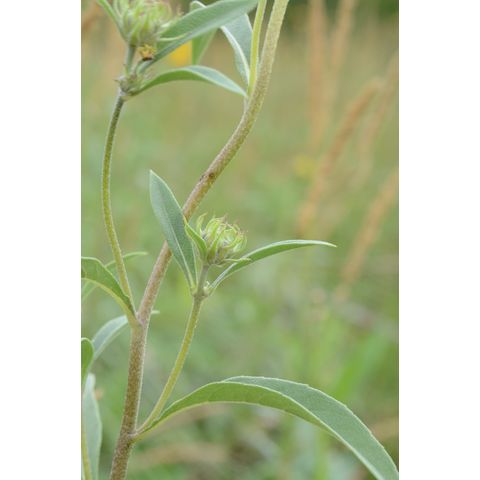 Helianthus maximiliani