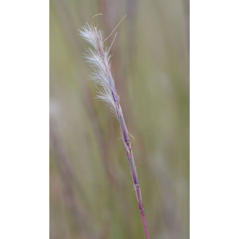 Schizachyrium scoparium