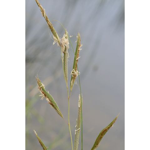 Spartina pectinata