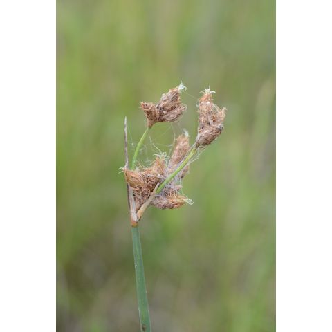 Schoenoplectus acutus