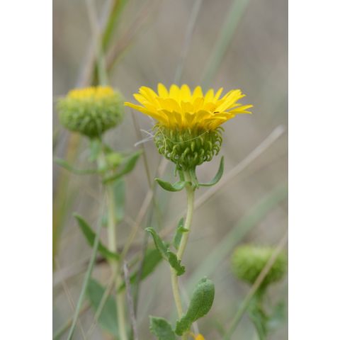 Grindelia squarrosa