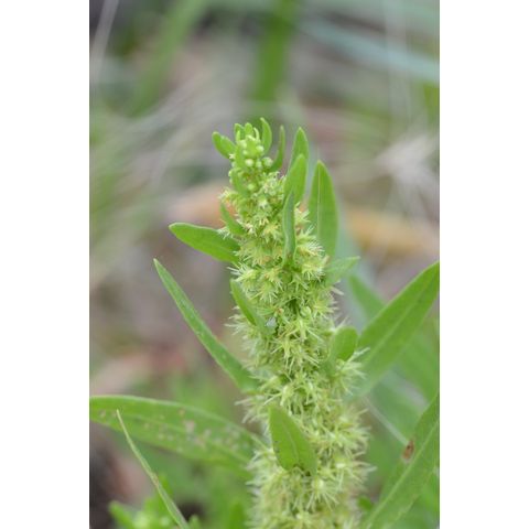 Rumex maritimus