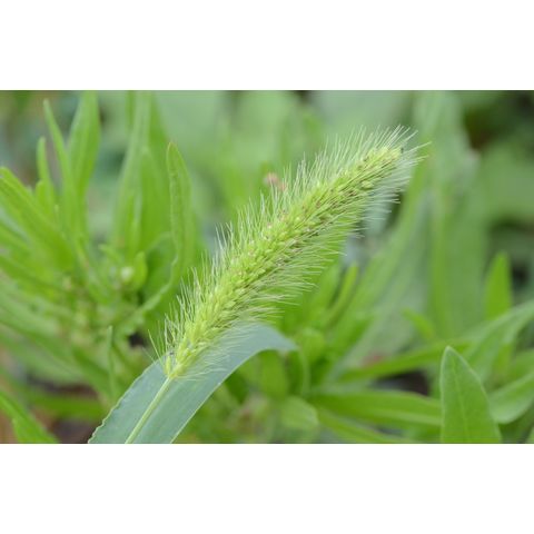Calamagrostis stricta