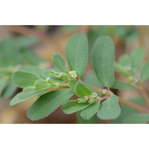 Chamaesyce glyptosperma