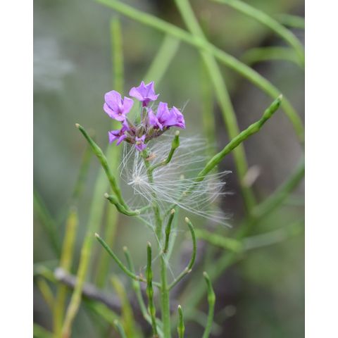 Hesperis matronalis