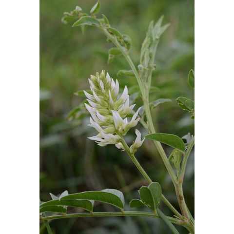 Glycyrrhiza lepidota