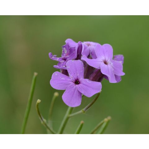 Hesperis matronalis