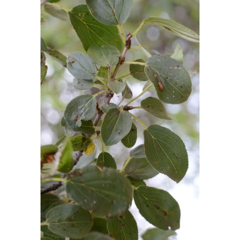 Rhamnus cathartica