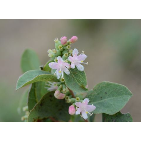 Symphoricarpos occidentalis