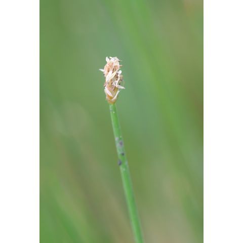 Eleocharis erythropoda