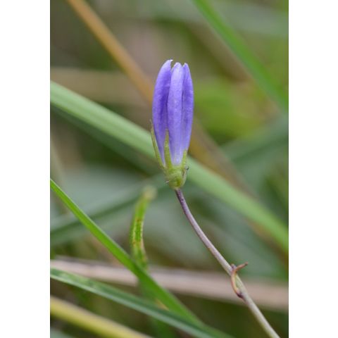 Campanula rotundifolia
