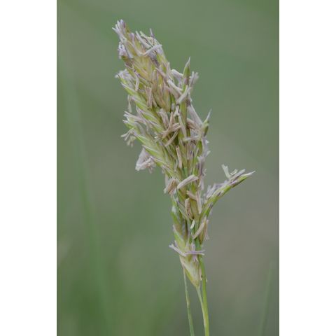 Distichlis spicata