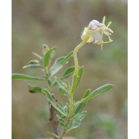 Oenothera nuttallii