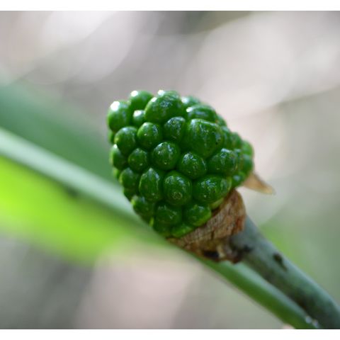 Arisaema triphyllum