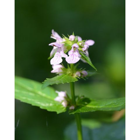 Stachys palustris