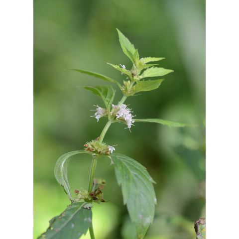 Mentha arvensis