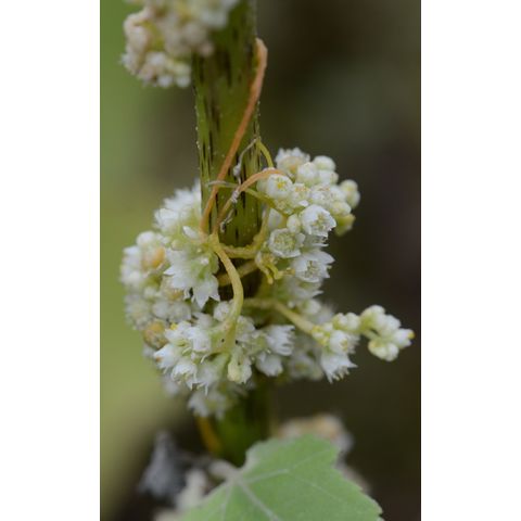 Cuscuta indecora
