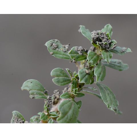 Amaranthus graecizans