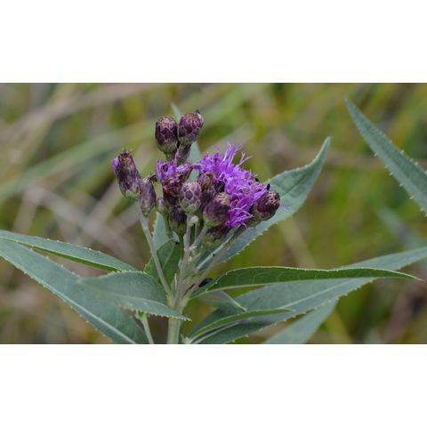 Vernonia fasciculata