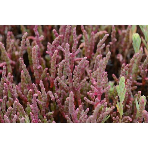 Salicornia rubra