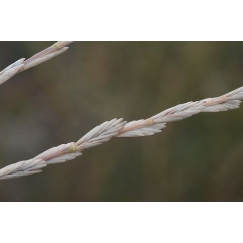 Lolium perenne