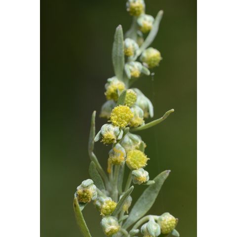 Artemisia absinthium