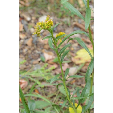 Solidago missouriensis