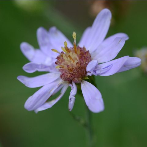 Symphyotrichum laeve