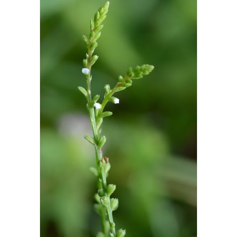 Verbena urticifolia